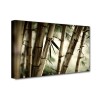 Bambusz mező vászonkép