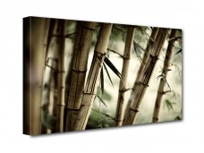 Bambusz mező vászonkép
