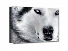 Szürke farkas vászonkép