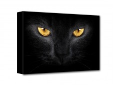 Fekete macska vászonkép