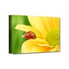 Katicabogár vászonkép
