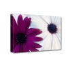 Lila-fehér virágok vászonkép