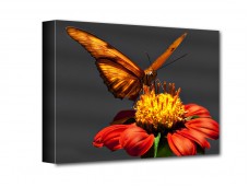 Pillangó vászonkép