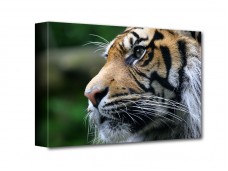 Tigris vászonkép