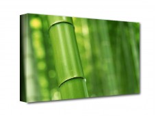 Zöld bambusz vászonkép