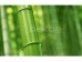 Zöld bambusz vászonkép
